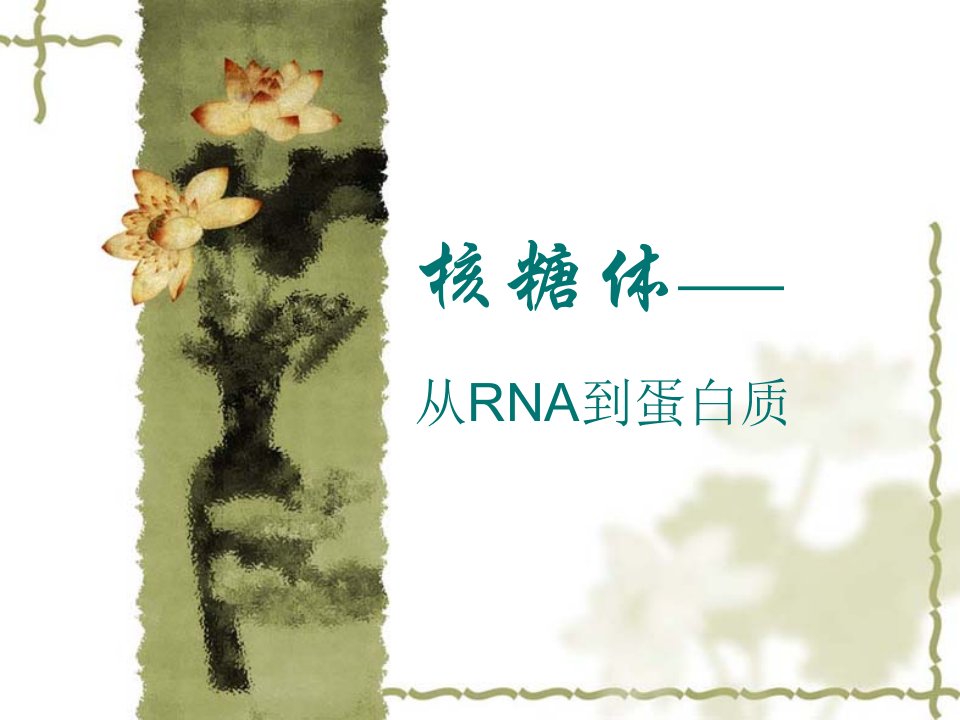 核糖体从RNA到蛋白质