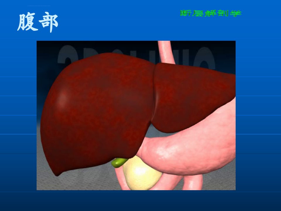 断层解剖学腹部课件_1