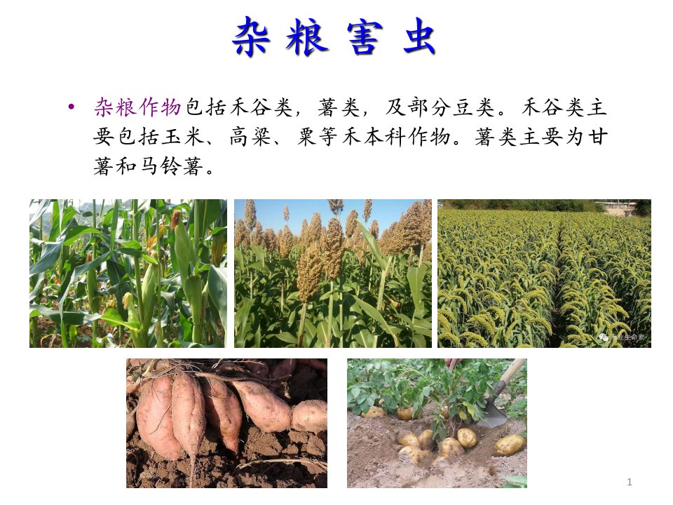 农业昆虫学杂粮害虫