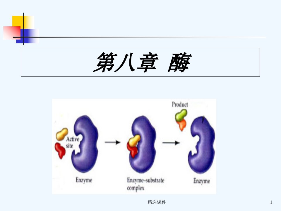 食品化学八酶课件