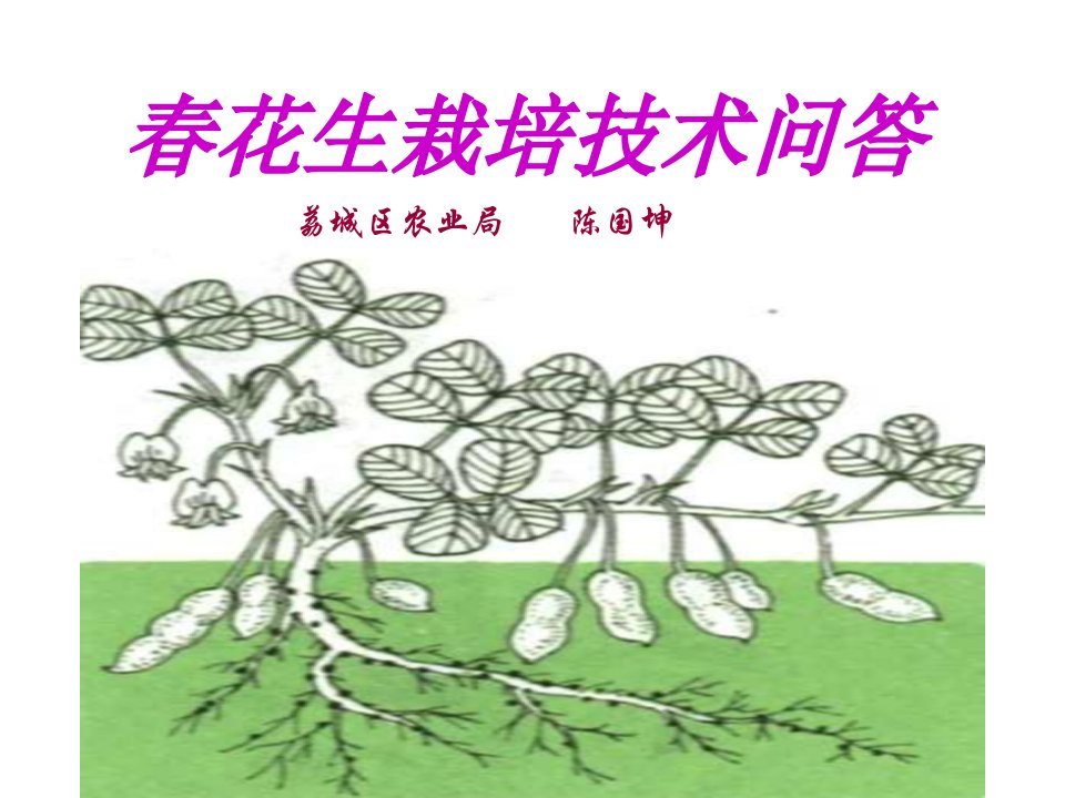 《春花生栽培问答》PPT课件