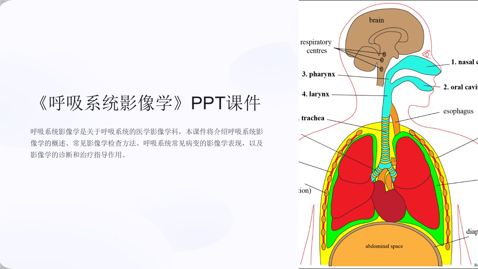 《呼吸系统影像学》课件