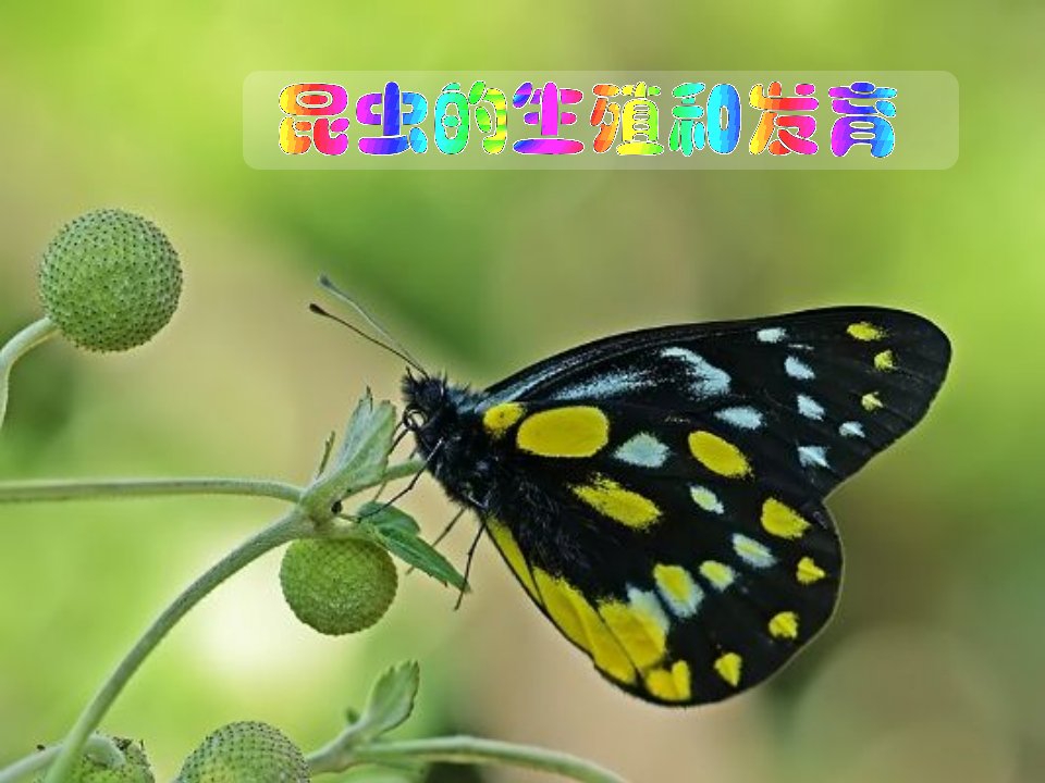 八年级生物下册