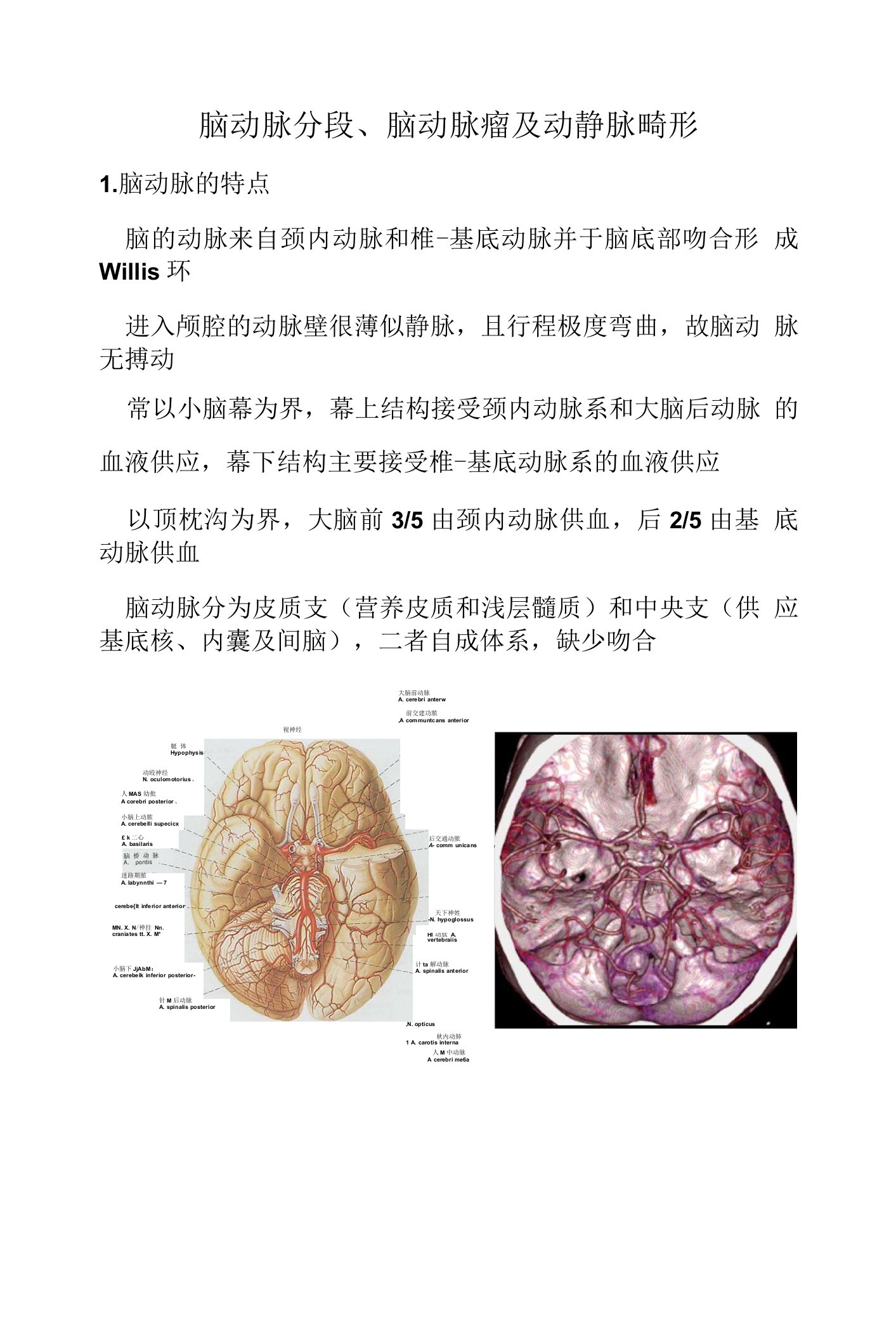 脑动脉影像学解剖