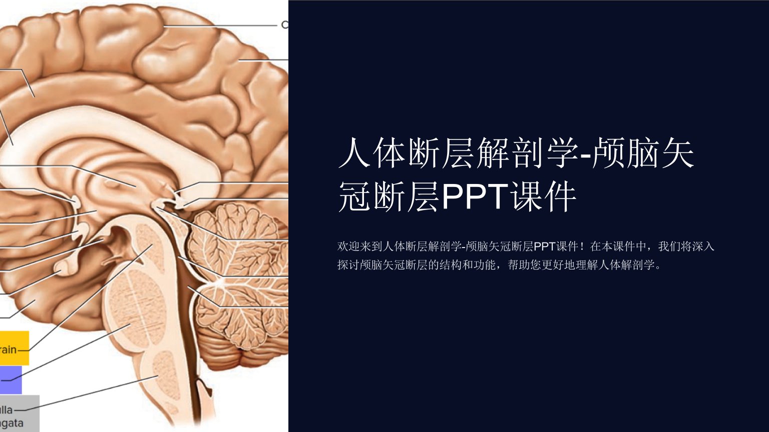 人体断层解剖学-颅脑矢冠断层课件