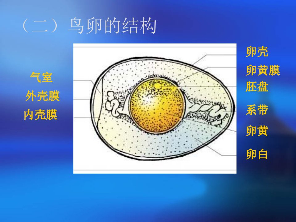 观察鸟卵的结构