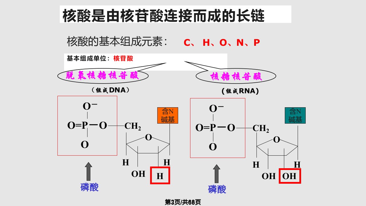 遗传信息携带者核酸细胞中糖类和脂质