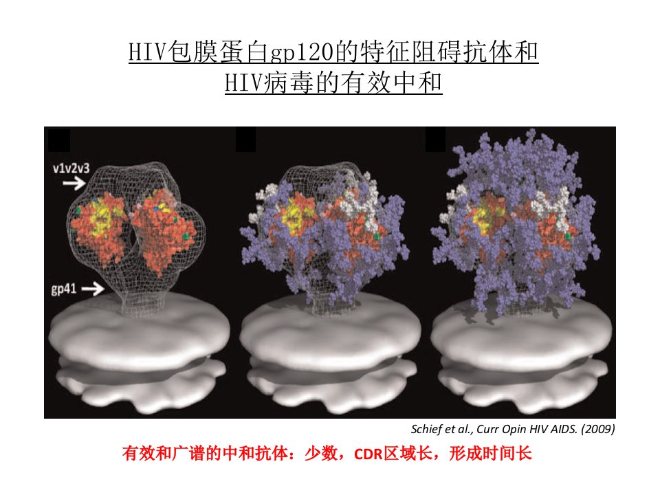 暴露前使用长效抗病毒药物或抗体来预防HIV感染课件