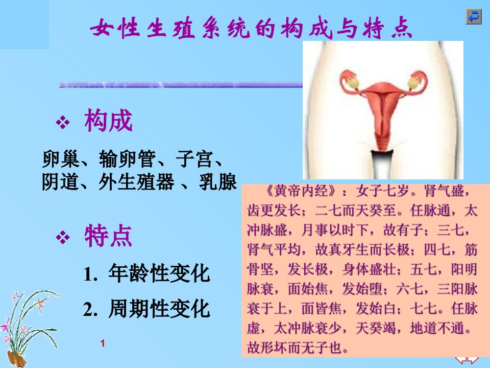 女性生殖系统中南大学湘雅基础医学院