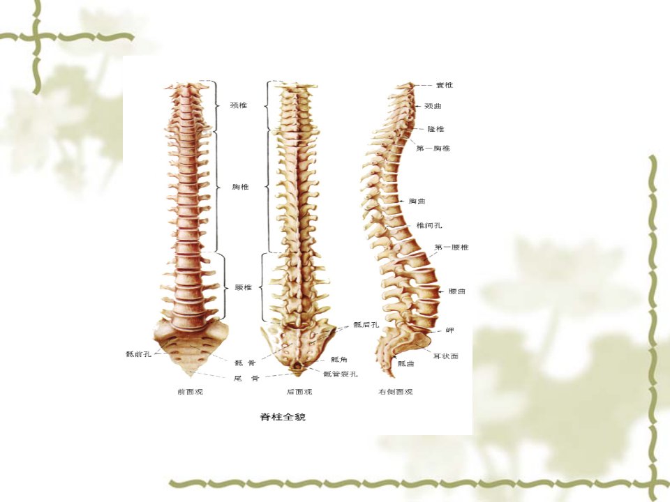 脊柱骨折的护理ppt课件