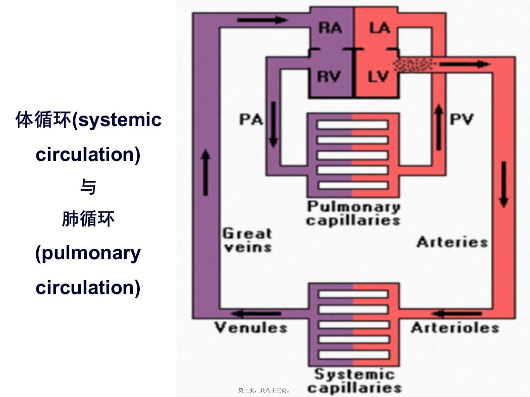 医学专题七章血液循环PPT文档