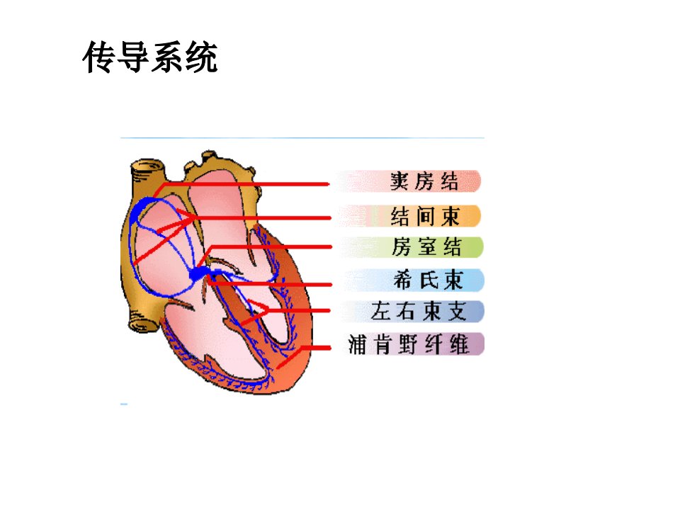 心律失常的风险评估与应对措施