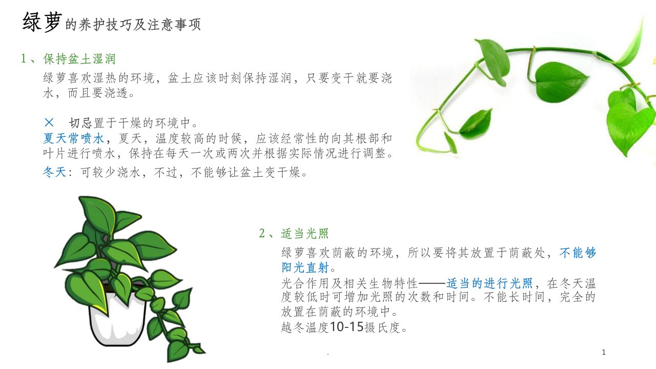 常见绿植养护方法课件