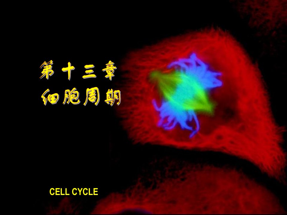 细胞生物学教程第十三章细胞周期