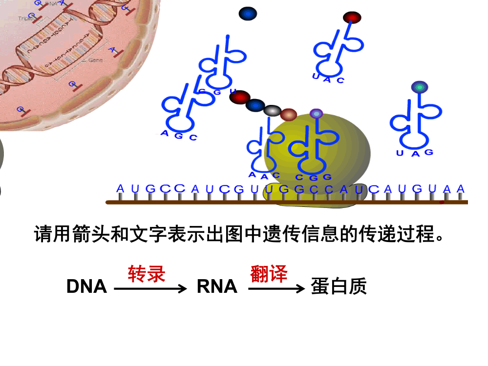 长翅果蝇幼虫正常的培养温度为25