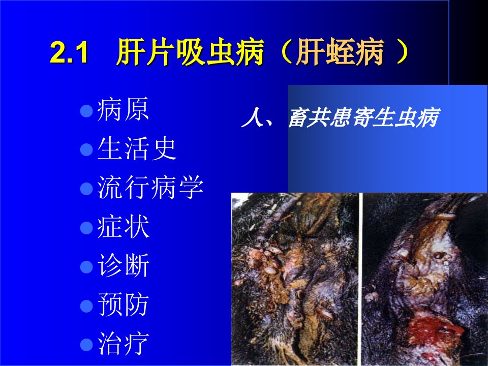 牛羊病寄生虫病PPT课件