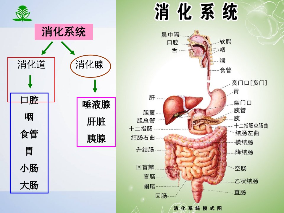 第三十二章作用于消化系统药物ppt课件