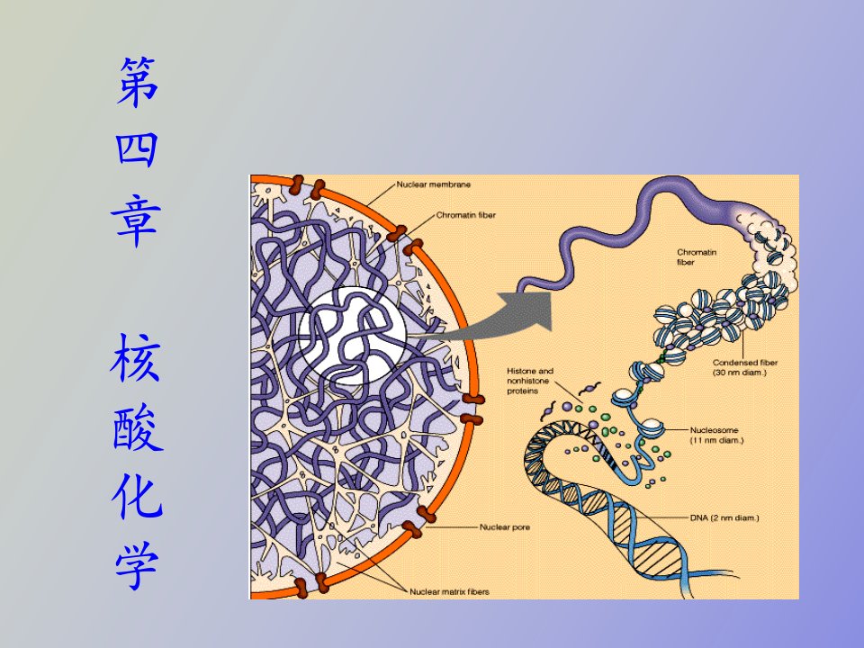 生物化学合工大第四章核酸化学