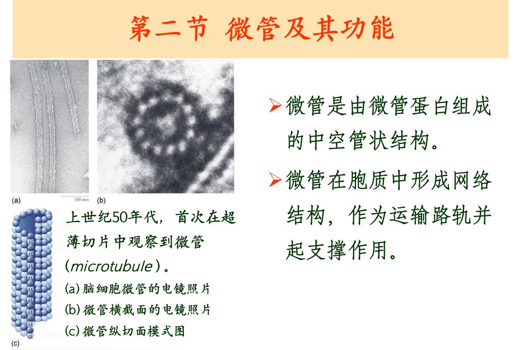 第九章细胞骨架