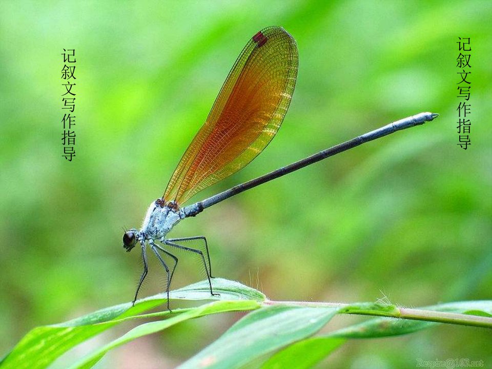 小学记叙文写作指导