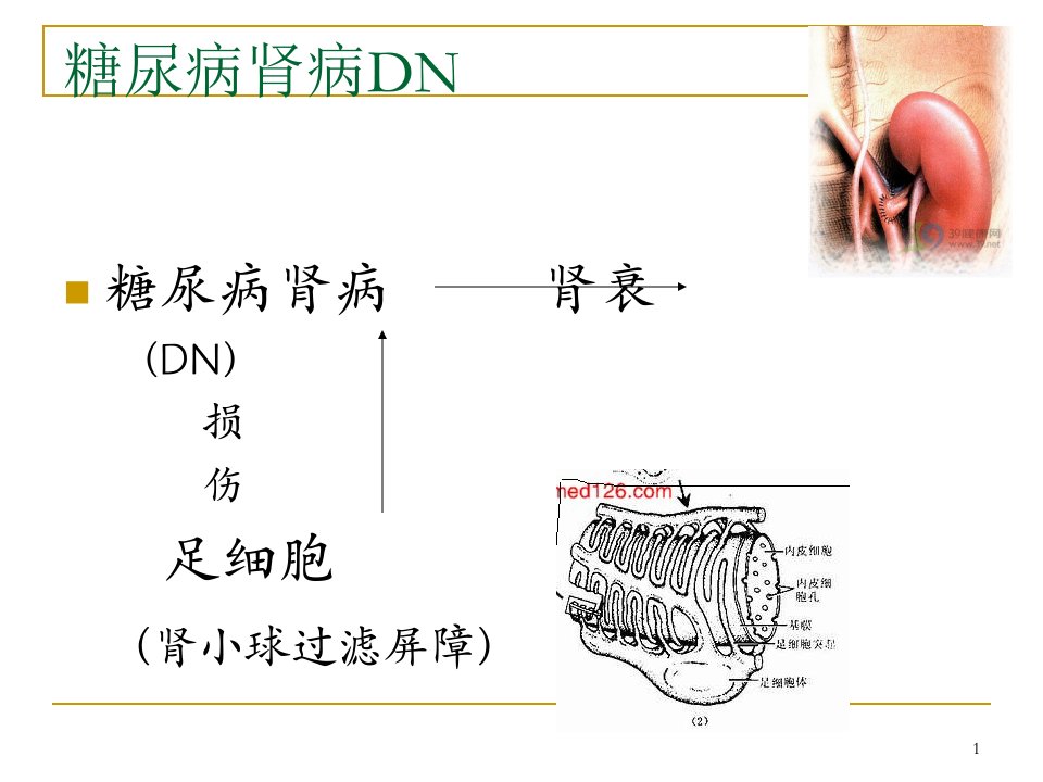 抗氧化金属硫蛋白的足细胞特异性过度表达可以减轻糖尿病肾病