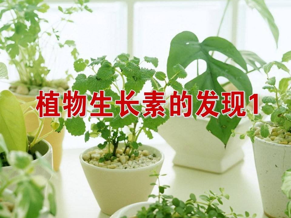 高三生物植物生长素的发现