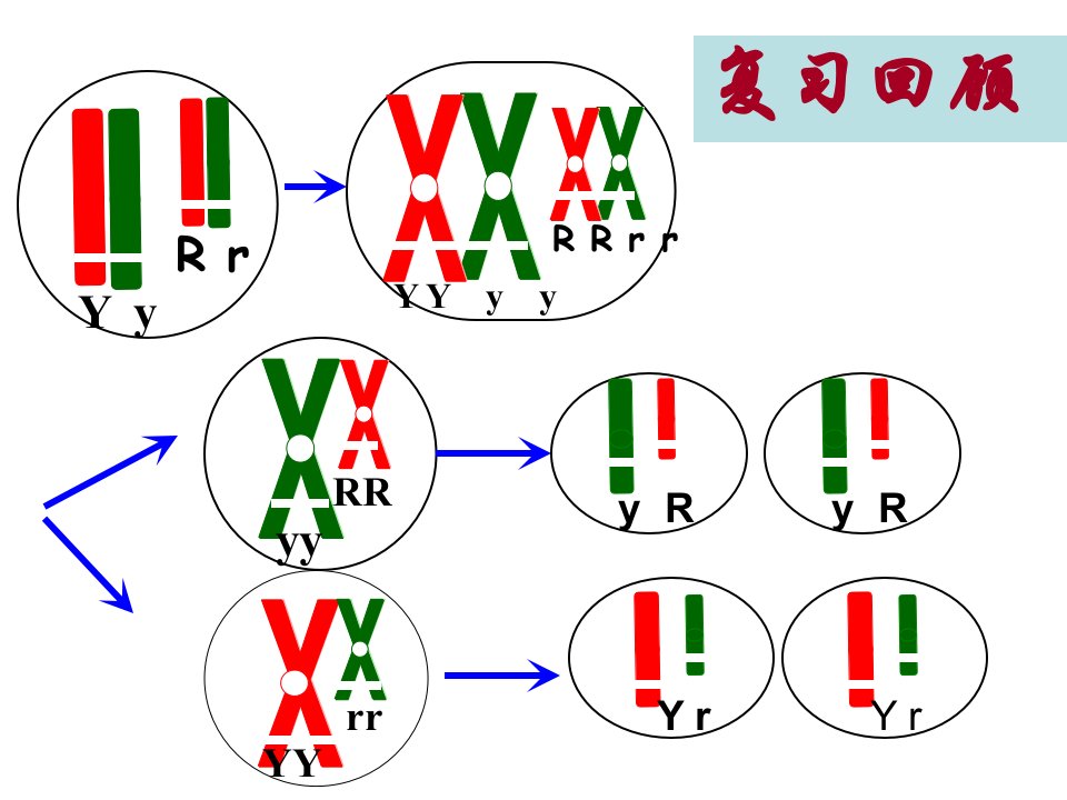 基因在染色体上伴性遗传