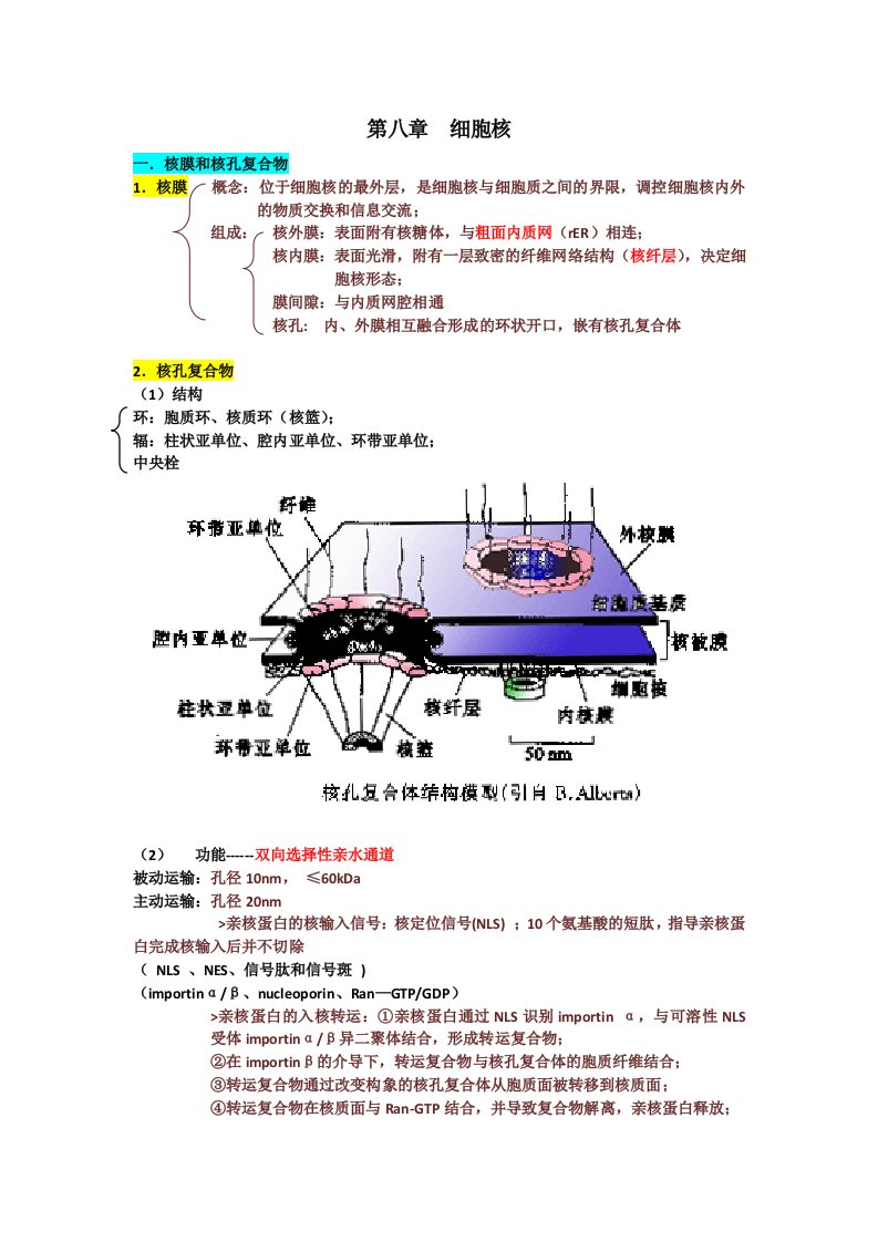 细胞生物学第八章细胞核知识点资料