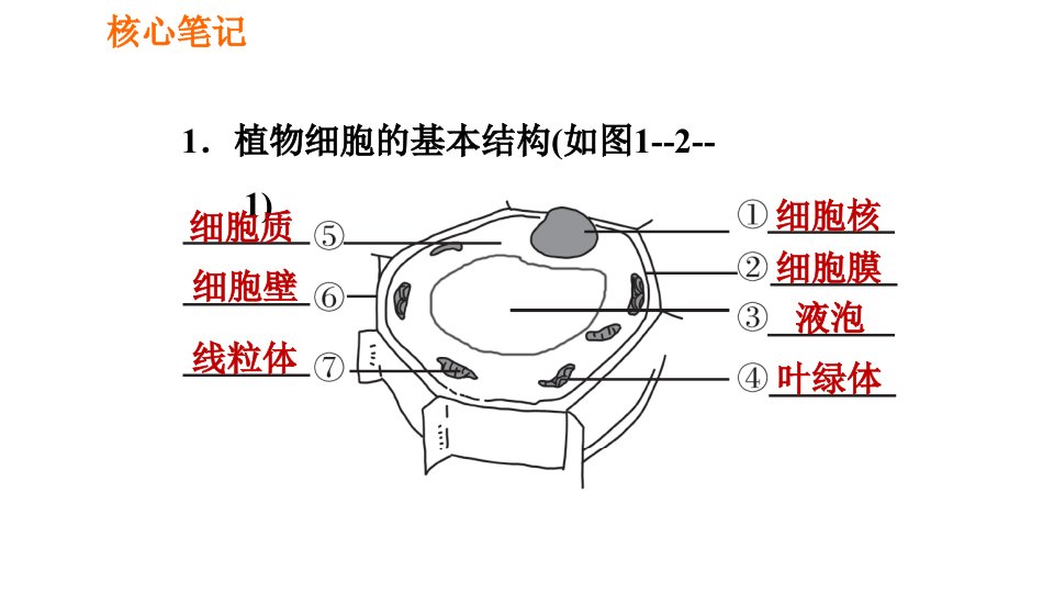 人教版七年级上册生物习题课件第二单元2.1.2.2植物细胞的基本结构