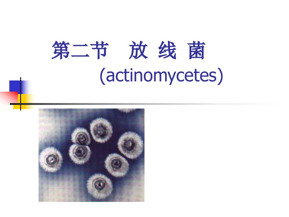 第二章放线菌