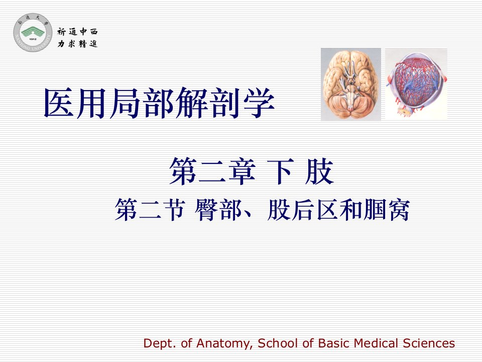 医用局部解剖学-臀部、股后区、腘窝