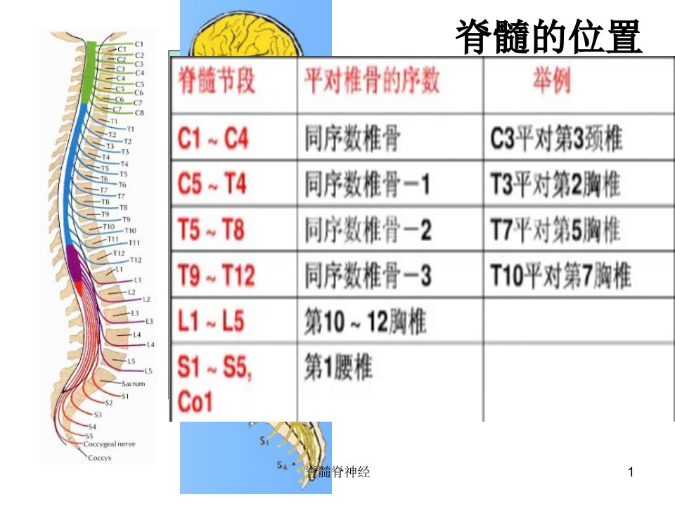 脊髓脊神经ppt课件