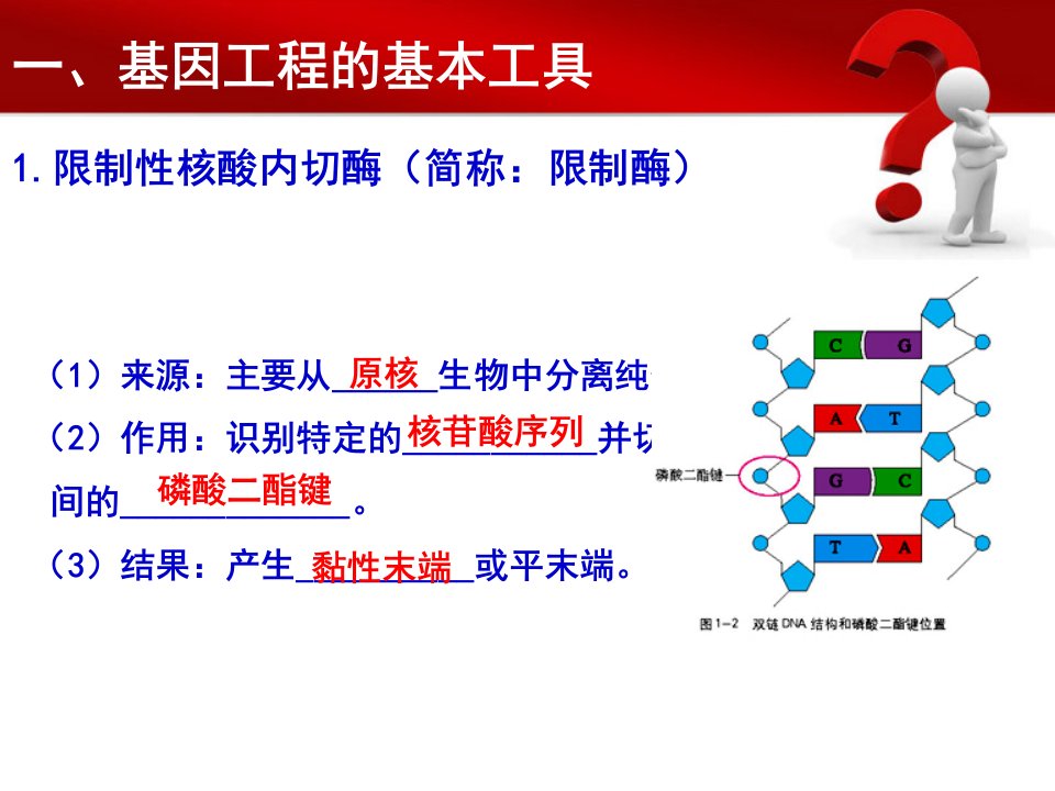 专题1基因工程一轮复习ppt课件