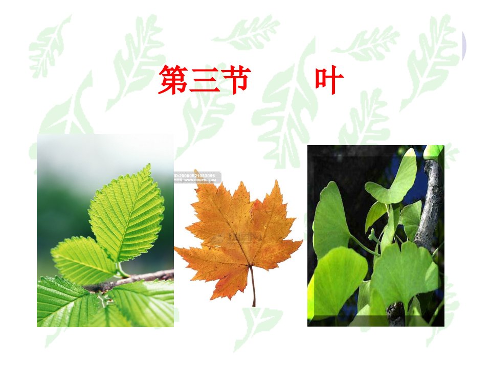 《植物学教学资料》第三节