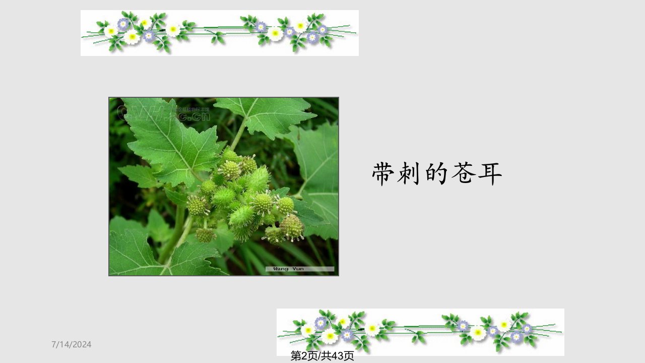 植物妈妈有办法教学