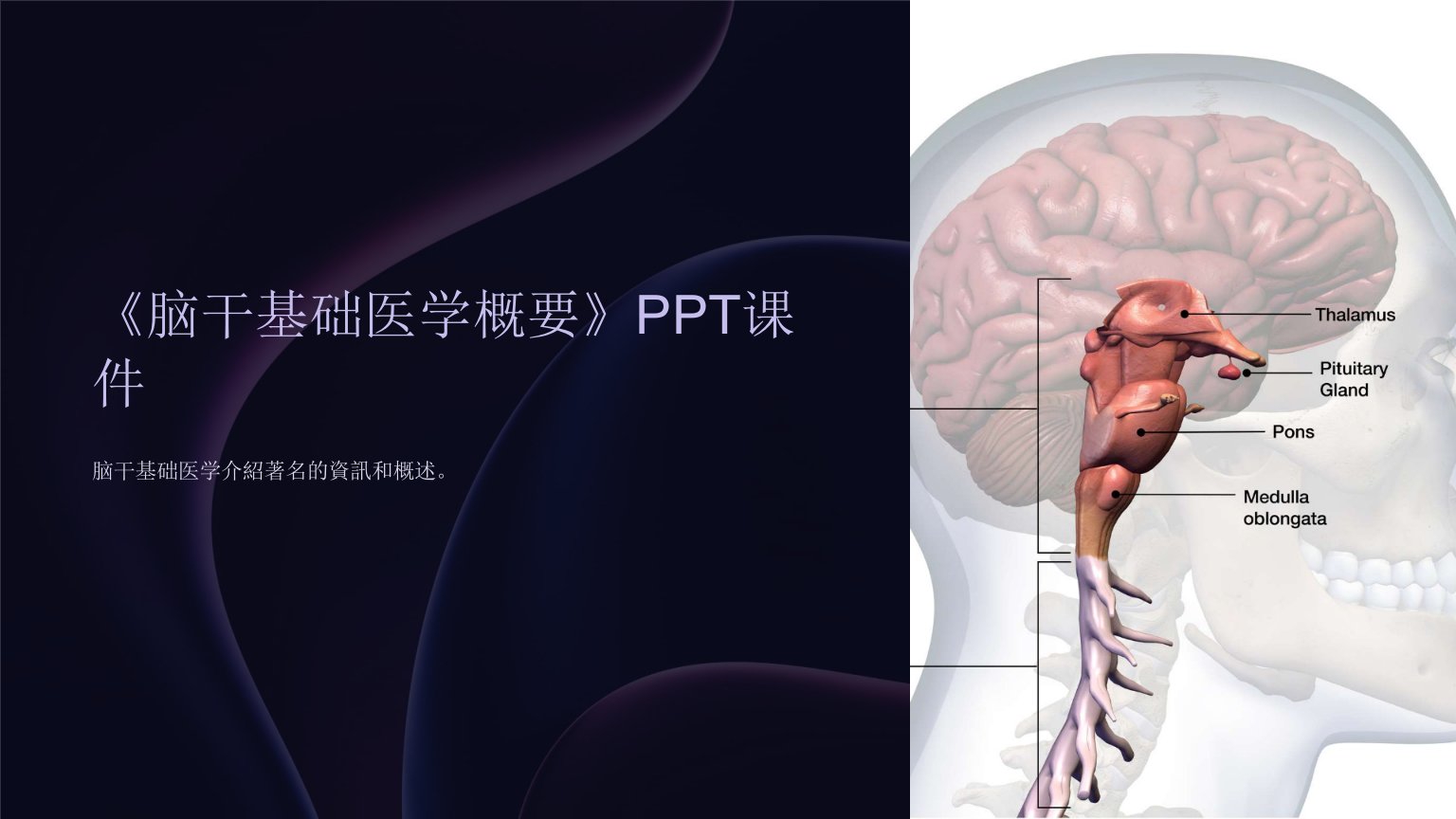 《脑干基础医学概要》课件