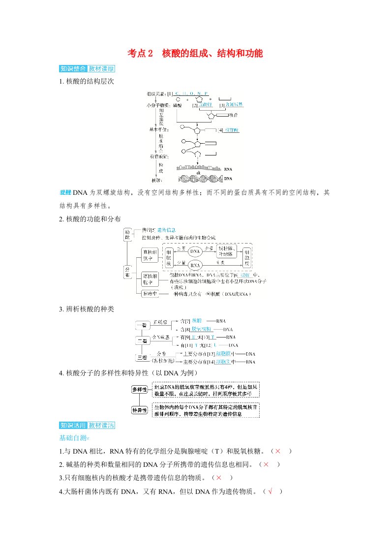 备考2025届高考生物一轮复习讲义第一章细胞的概述与分子组成课时3蛋白质和核酸考点2　核酸的组成结构和功能