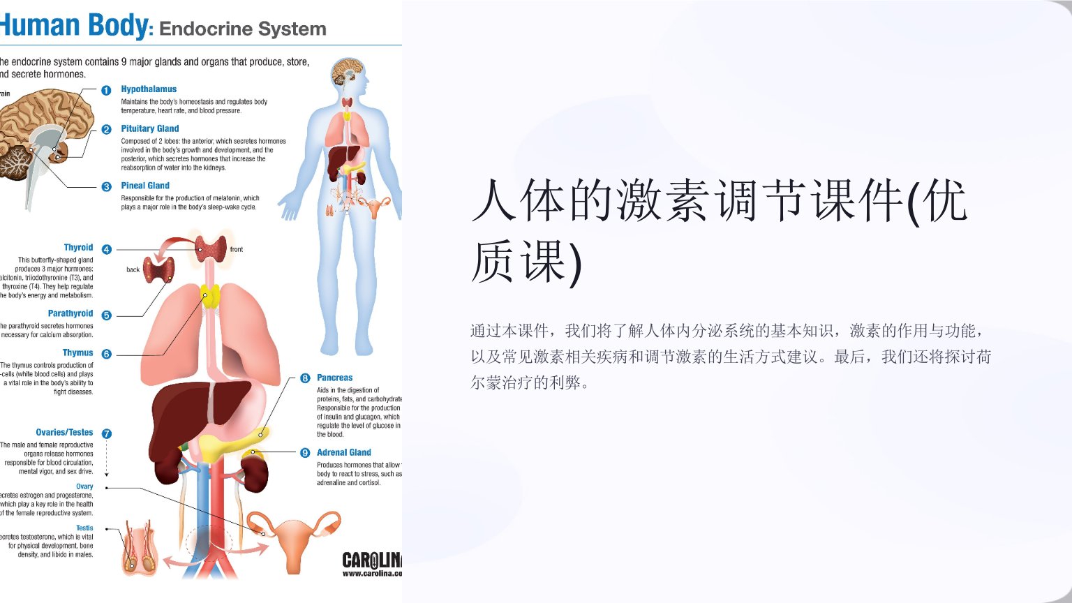 人体的激素调节课件(优质课)