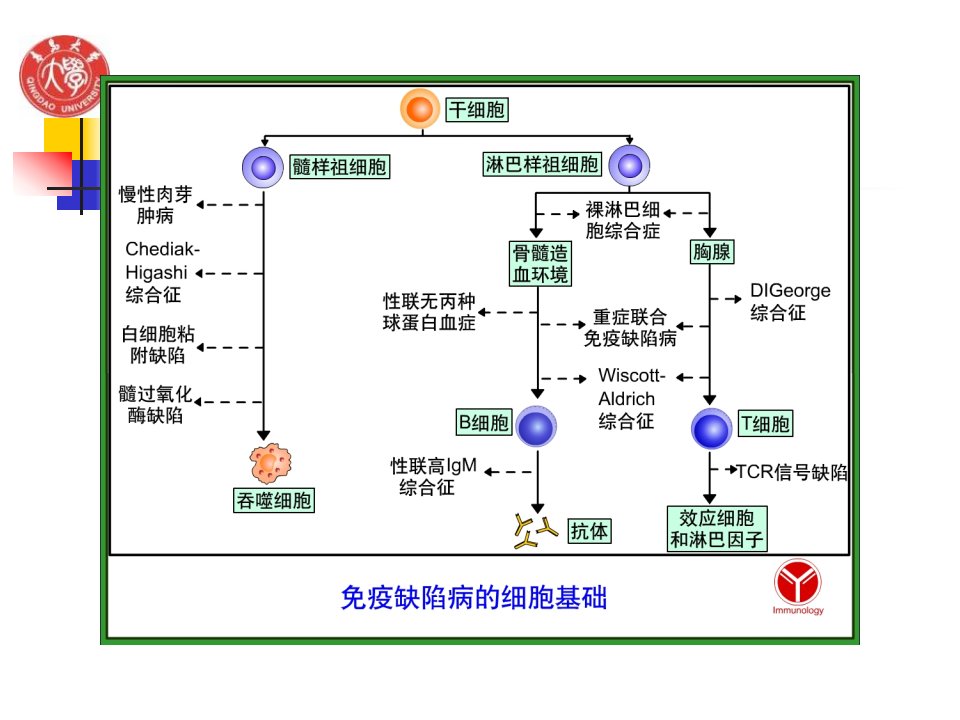 第19章免疫缺陷病