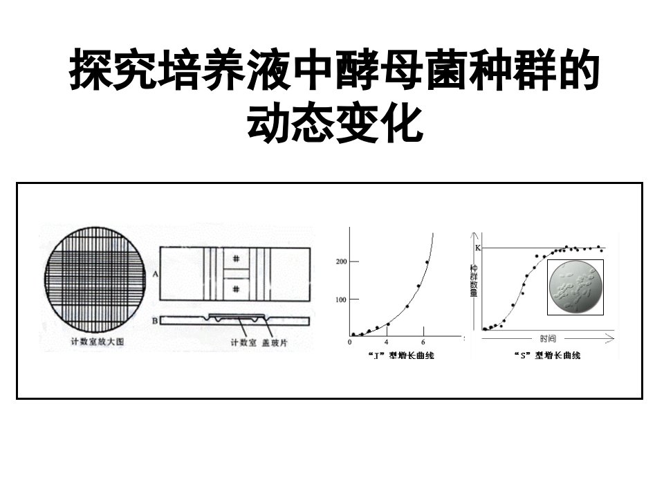 探究培养液中酵母菌种群数量变化