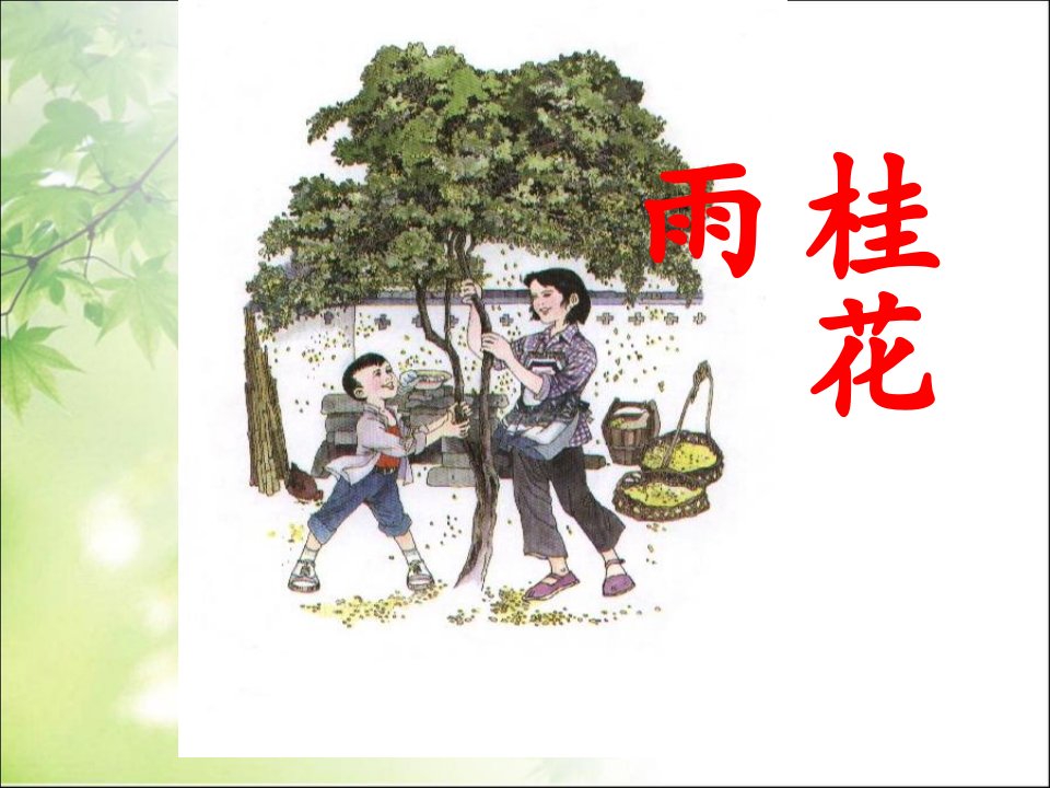 部编人教版小学五年级语文上册《桂花雨》ppt课件