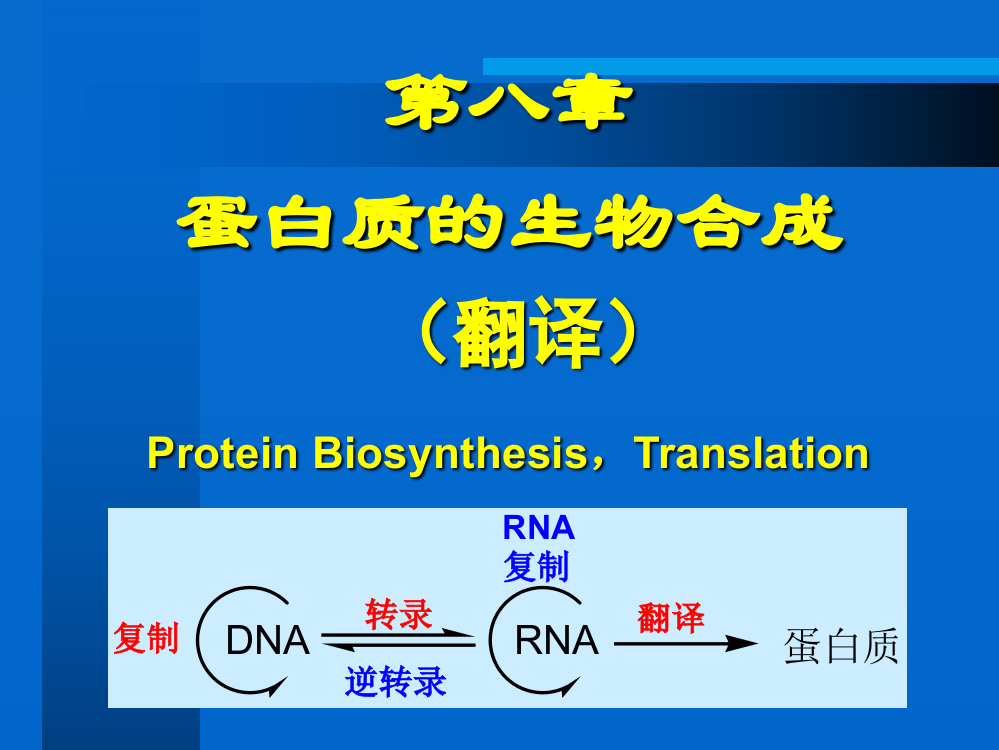 第八章蛋白质的生物合成ppt课件