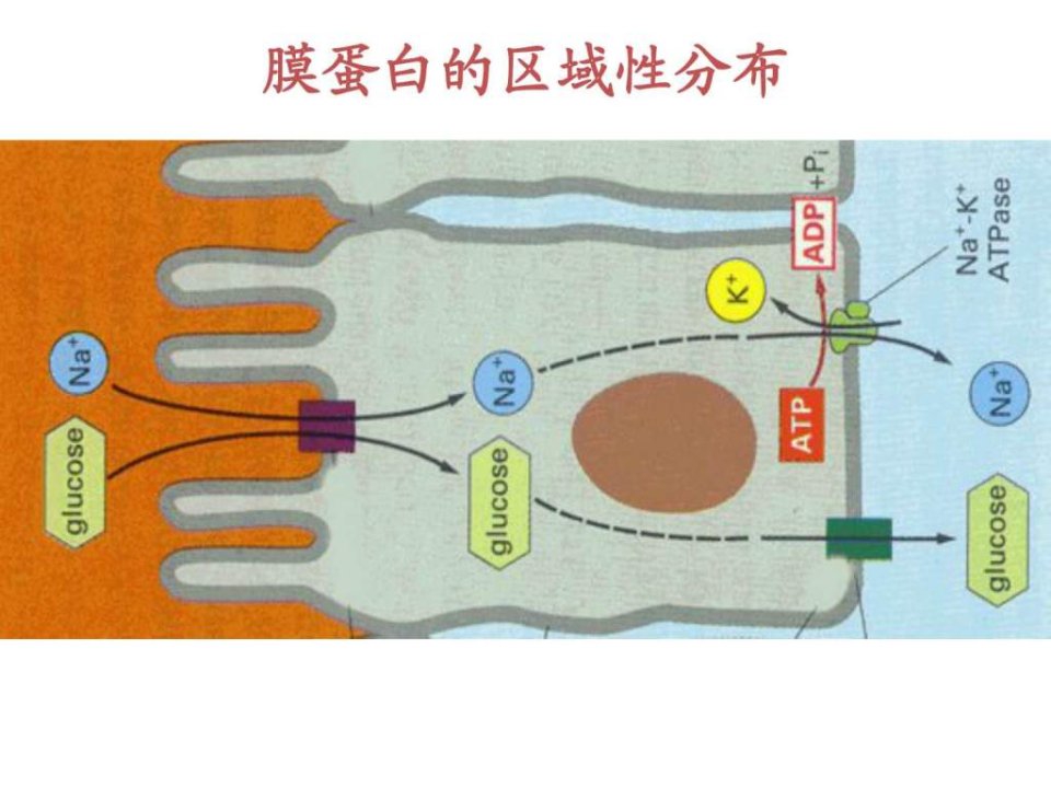 胞内蛋白的分选和运输细胞生物学ppt课件