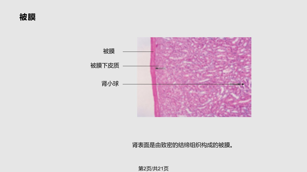 肾脏组织学学习