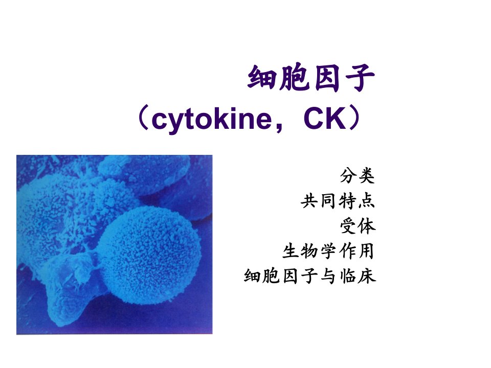 细胞因子知识课件