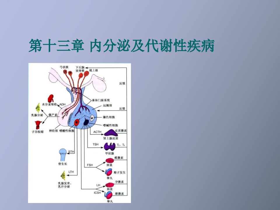 内分泌及代谢性疾病