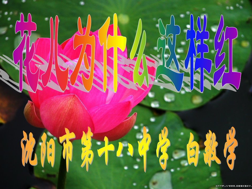 花儿为什么这样红（说课）