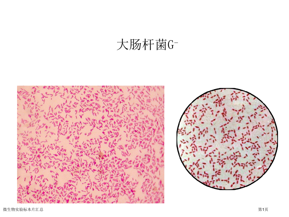 微生物实验标本片汇总