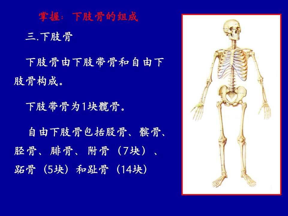 解剖学第2讲：下肢骨、颅骨及连结