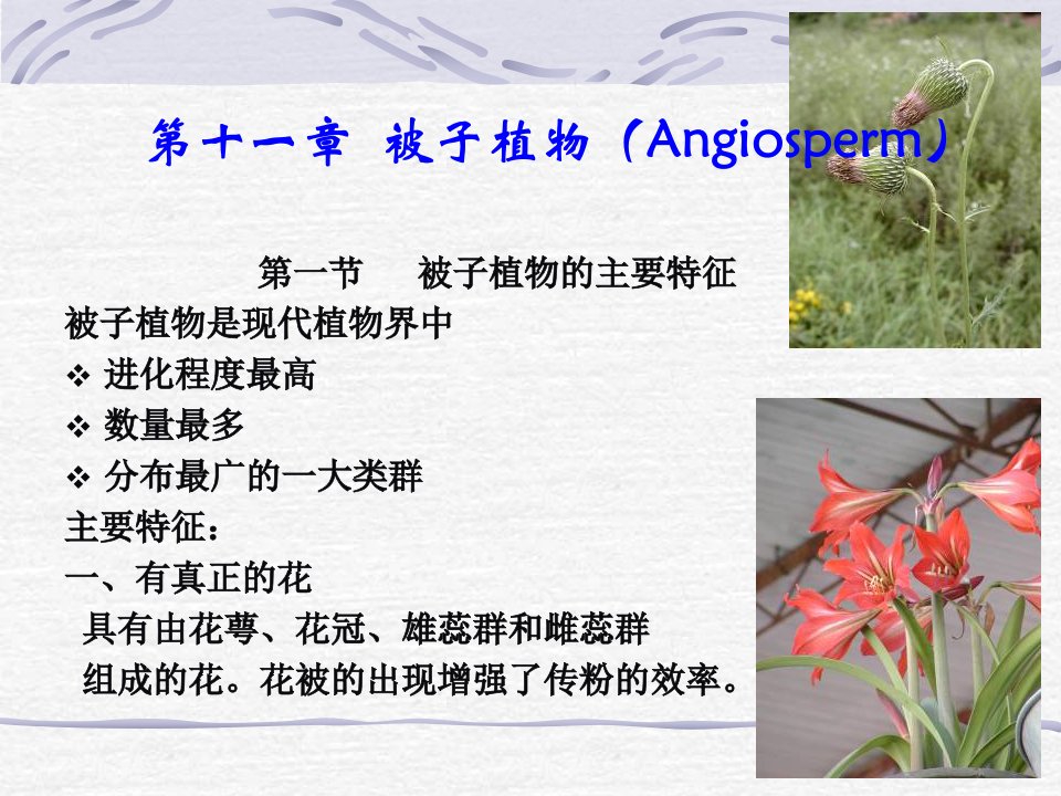 《被子植物》PPT课件